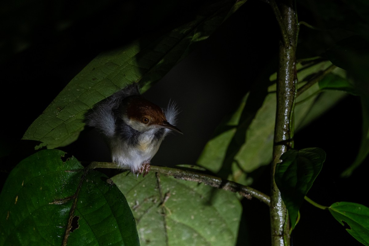 Rufous-tailed Tailorbird - ML609684651