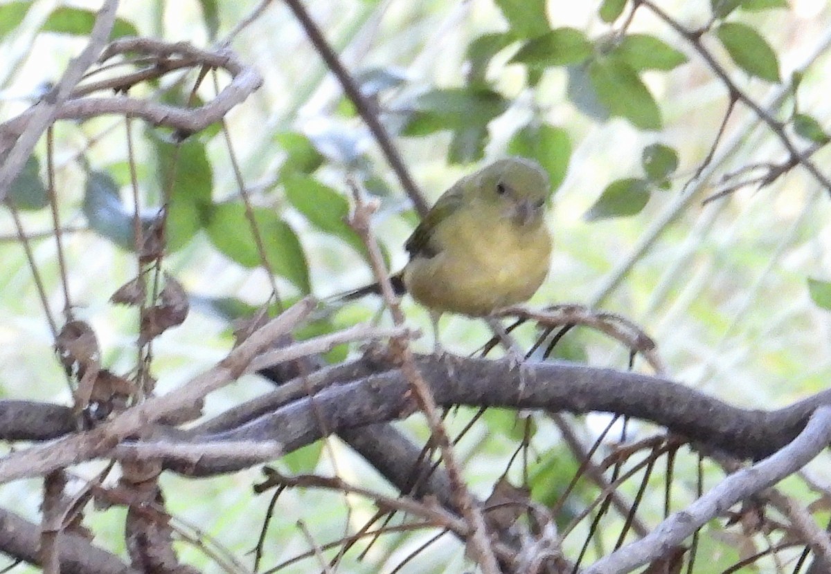 Orange-crowned Warbler - ML609684767