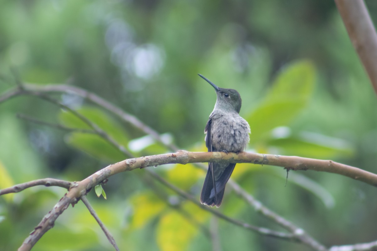 Sombre Hummingbird - ML609684797