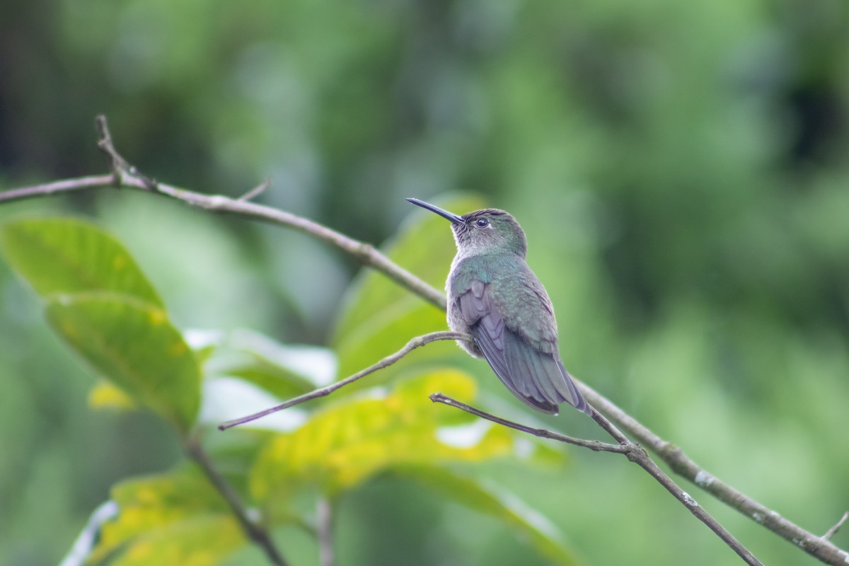 Sombre Hummingbird - ML609684798