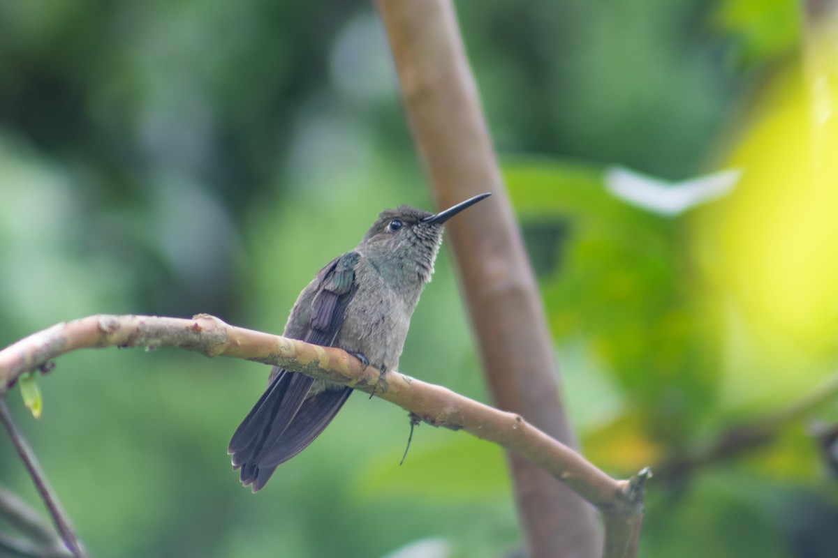 Sombre Hummingbird - ML609684799