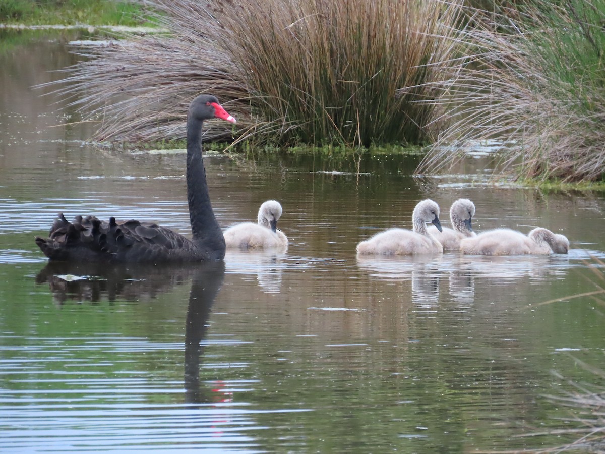 Black Swan - Alistair Campbell