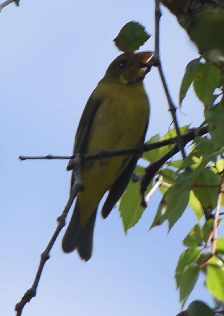 Scarlet Tanager - Bill Uttenweiler