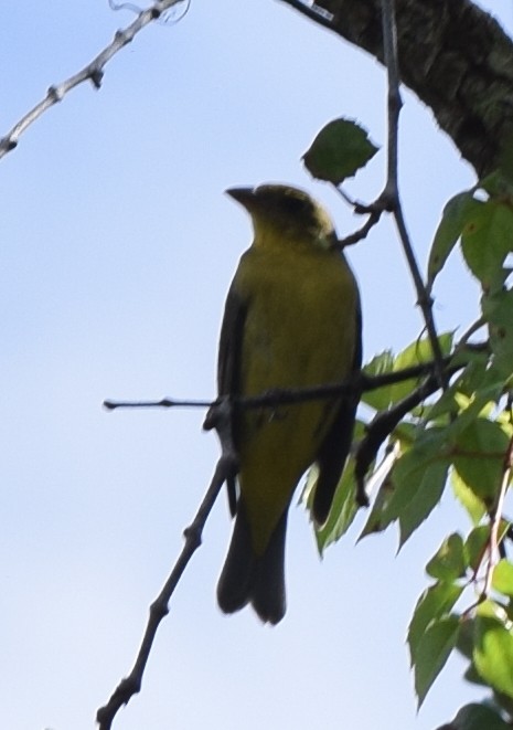 Scarlet Tanager - Bill Uttenweiler