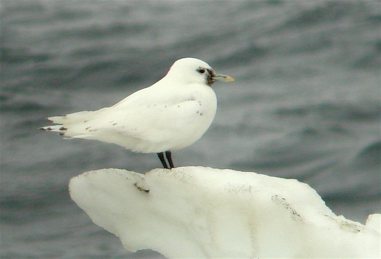 Mouette blanche - ML609684861