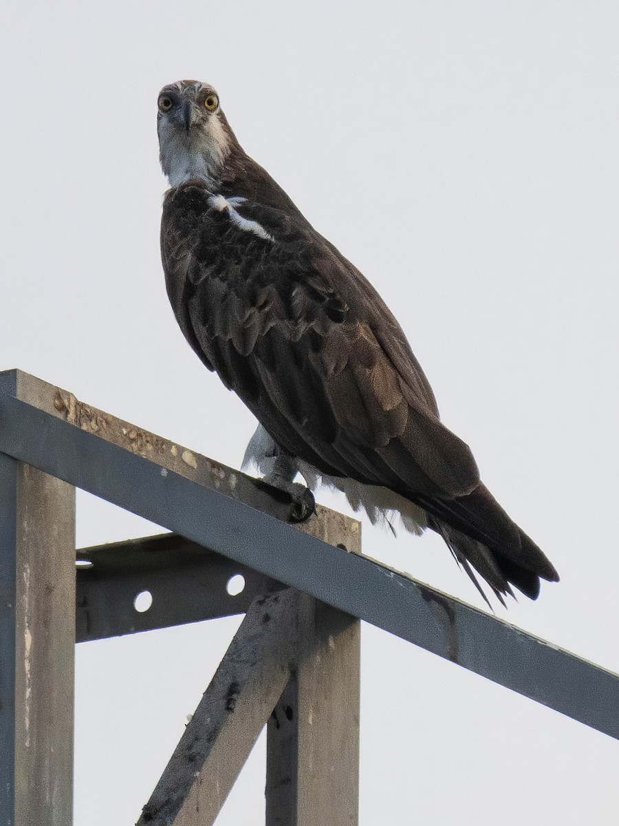 Osprey - ML609684867