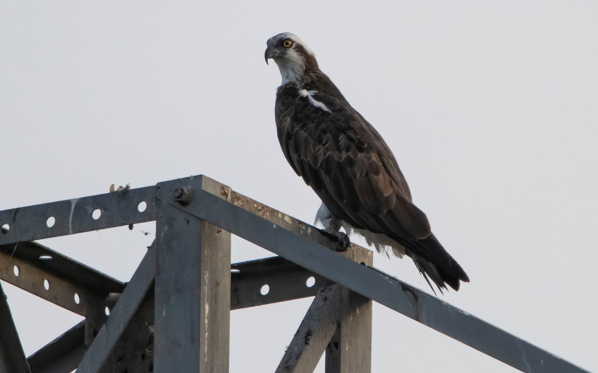 Osprey - ML609684868