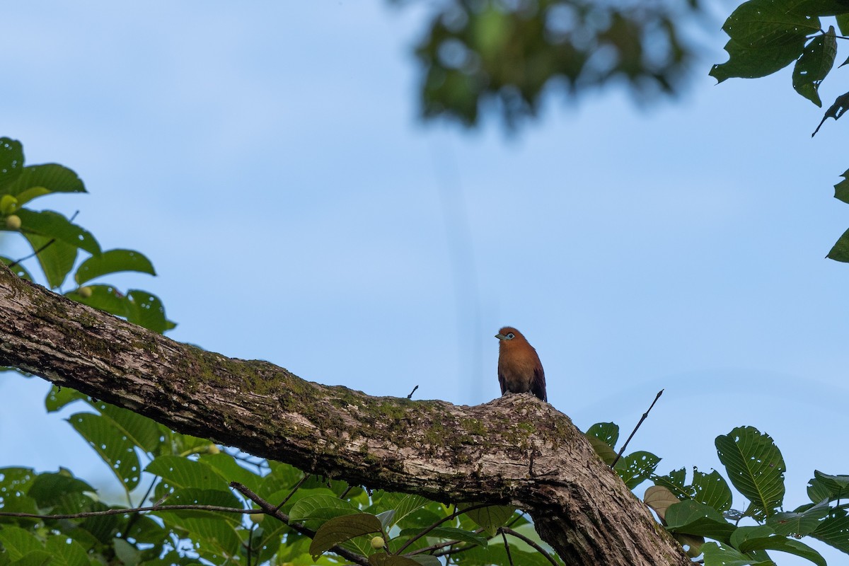 Raffles's Malkoha - マリン 宝鐘