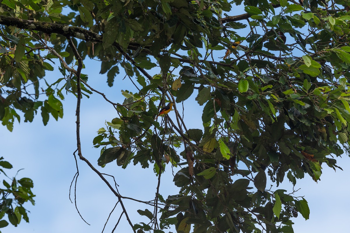 Minivet Encendido - ML609684899