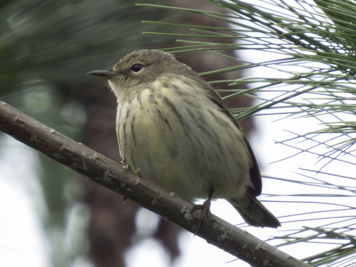 Yellow-rumped Warbler - ML609684967