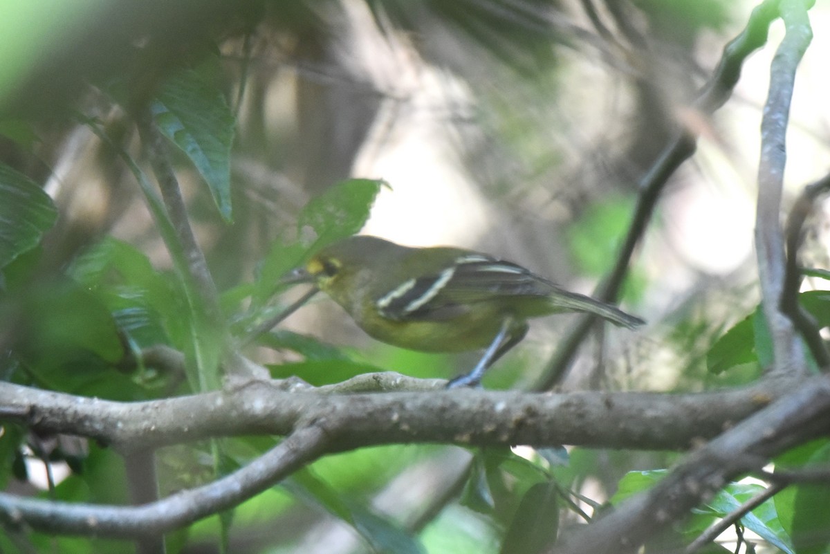 Thick-billed Vireo - ML609684988