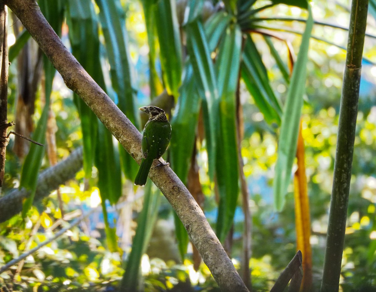 Arfak Catbird - ML609685018