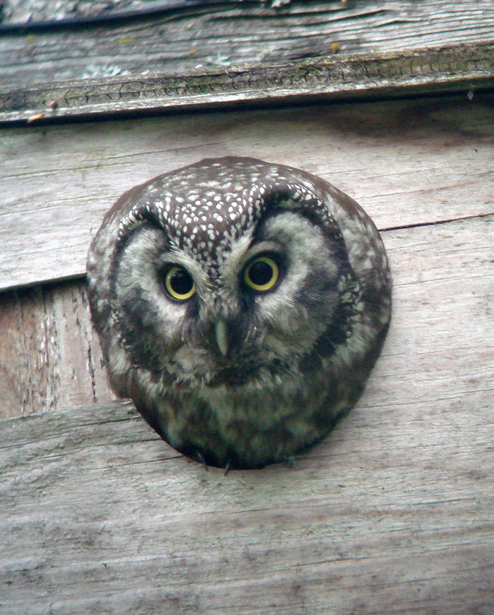 Boreal Owl - ML609685064