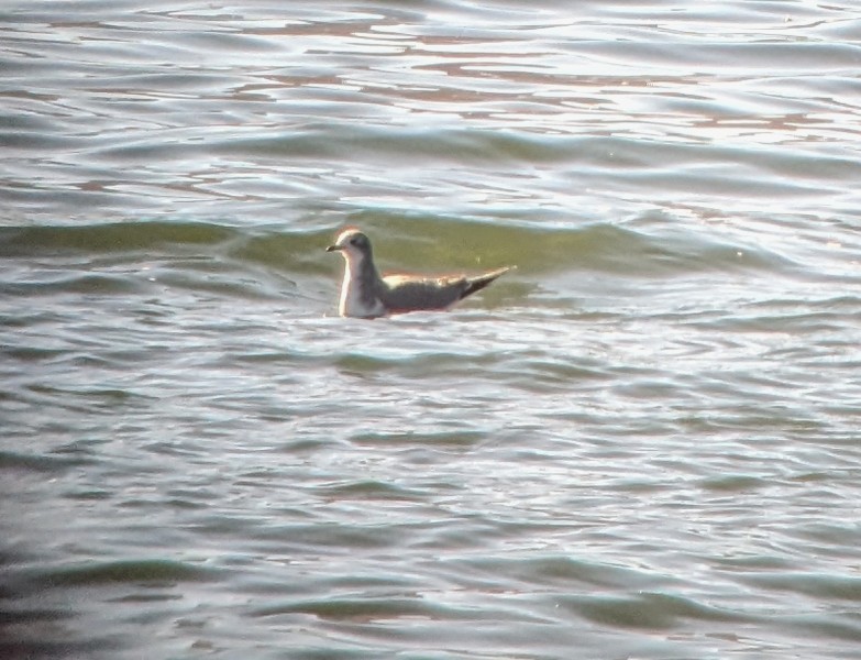 Sabine's Gull - ML609685143