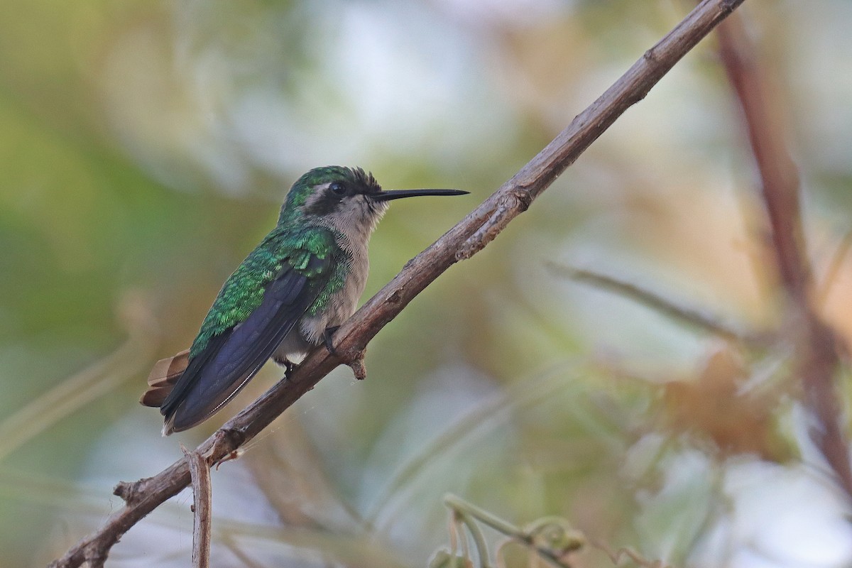 Blue-tailed Emerald - ML609685171