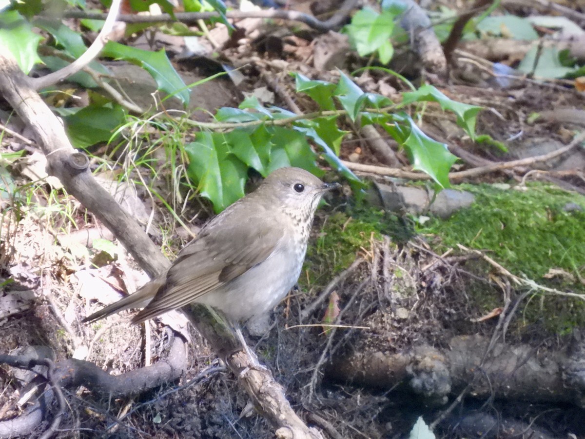 Gray-cheeked Thrush - ML609685213