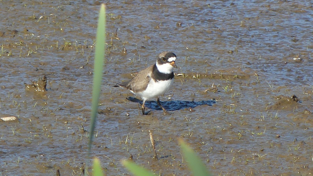 Semipalmated Plover - ML609685271