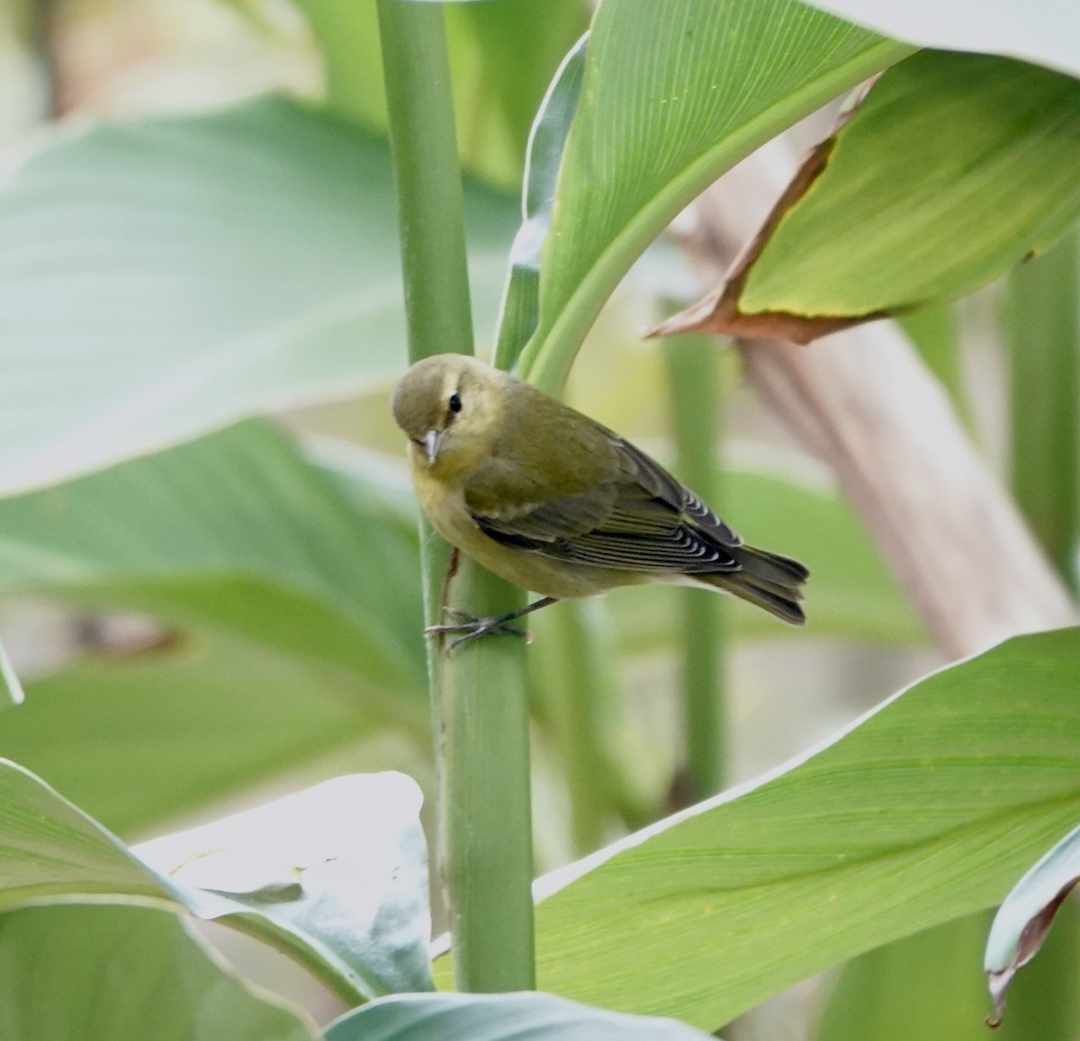 Tennessee Warbler - Sue Orwig