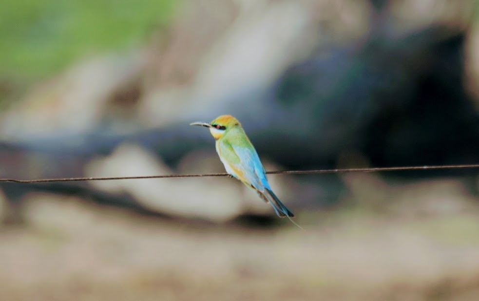Rainbow Bee-eater - ML609685479