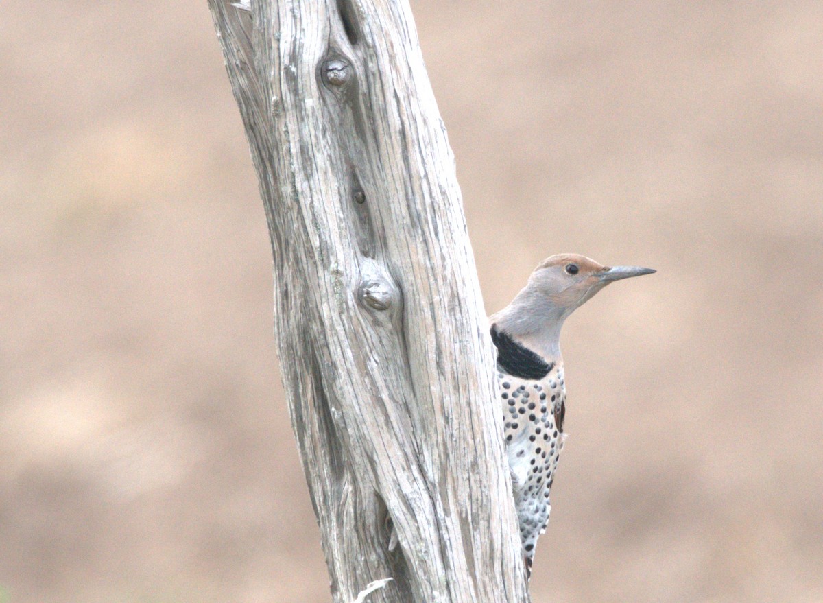 Northern Flicker - ROBERT DOE