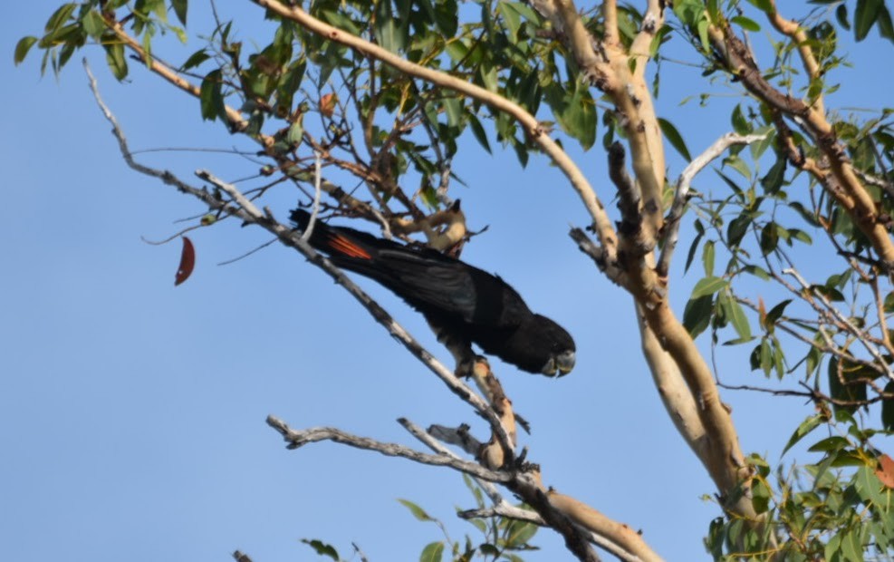 Red-tailed Black-Cockatoo - ML609685604