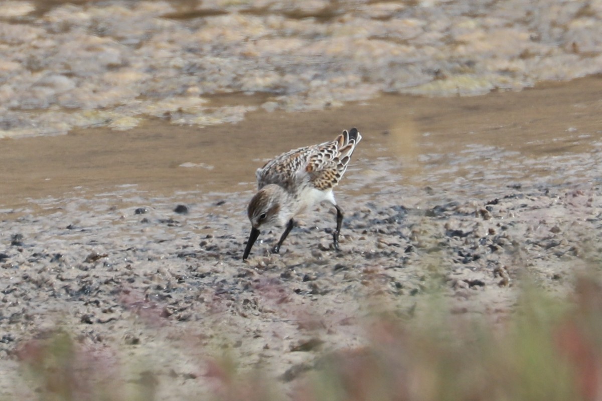Western Sandpiper - ML609685867