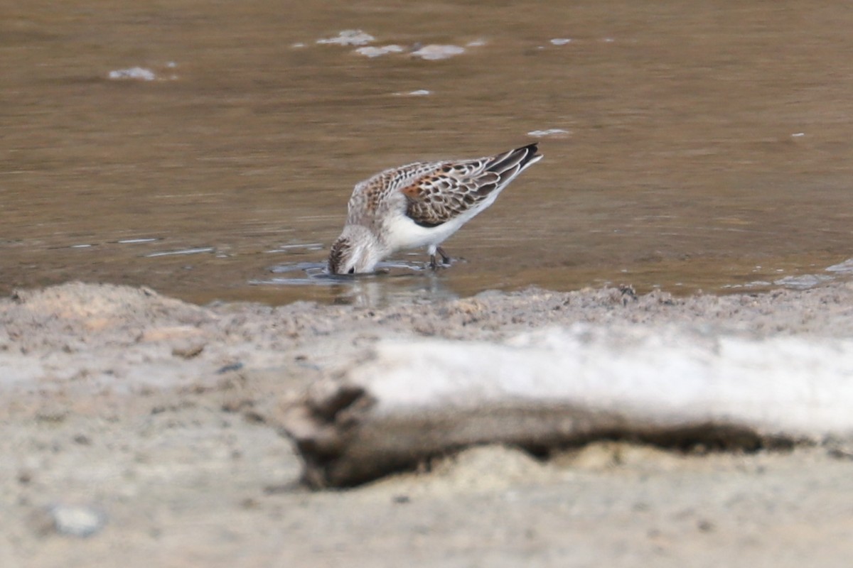 Western Sandpiper - ML609685870