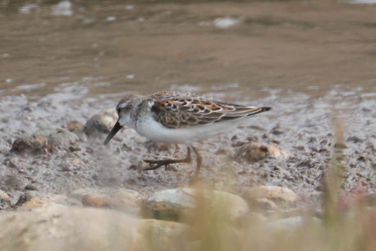 Western Sandpiper - ML609685873