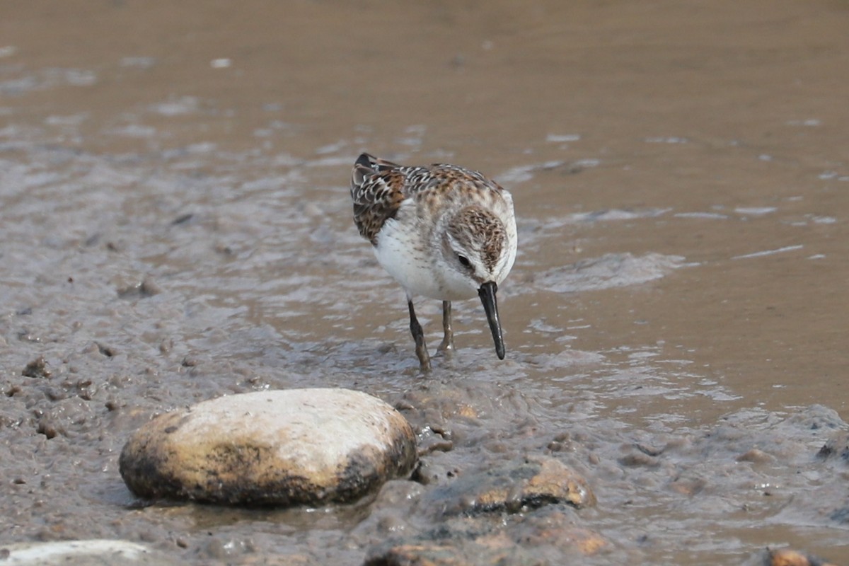 Western Sandpiper - ML609685874