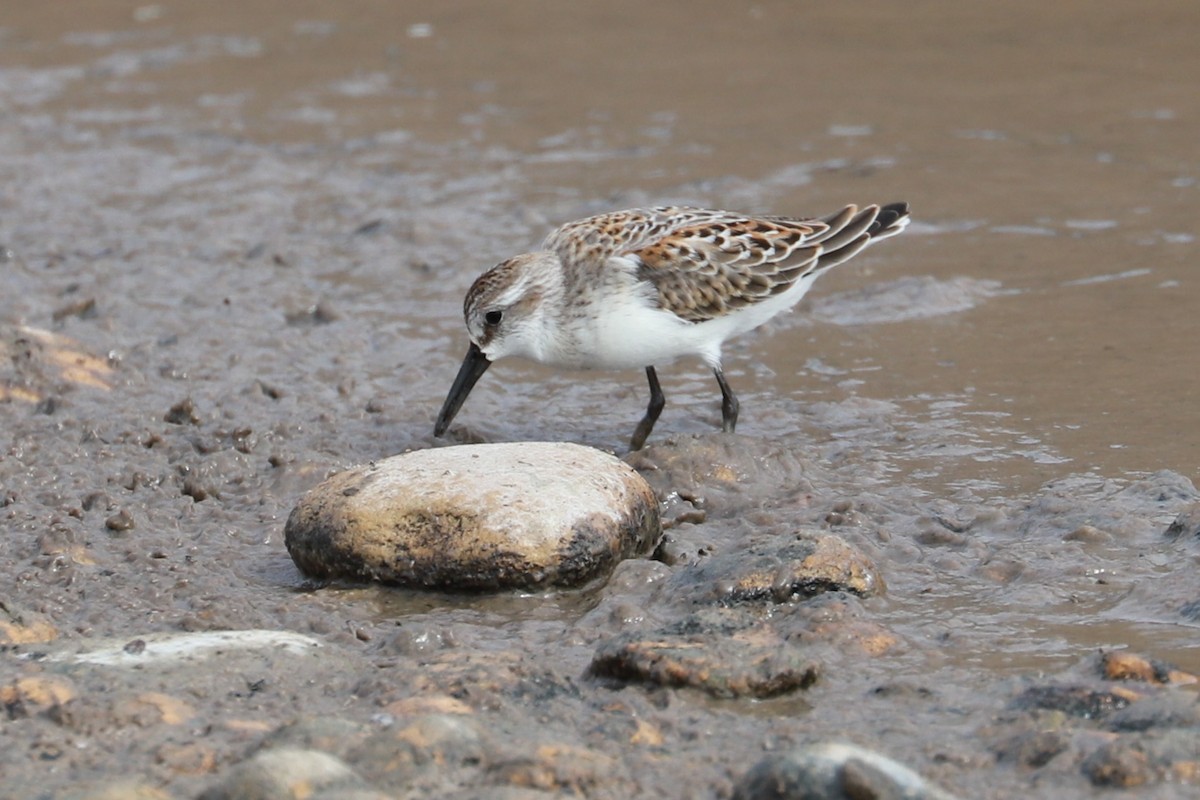 Western Sandpiper - ML609685875
