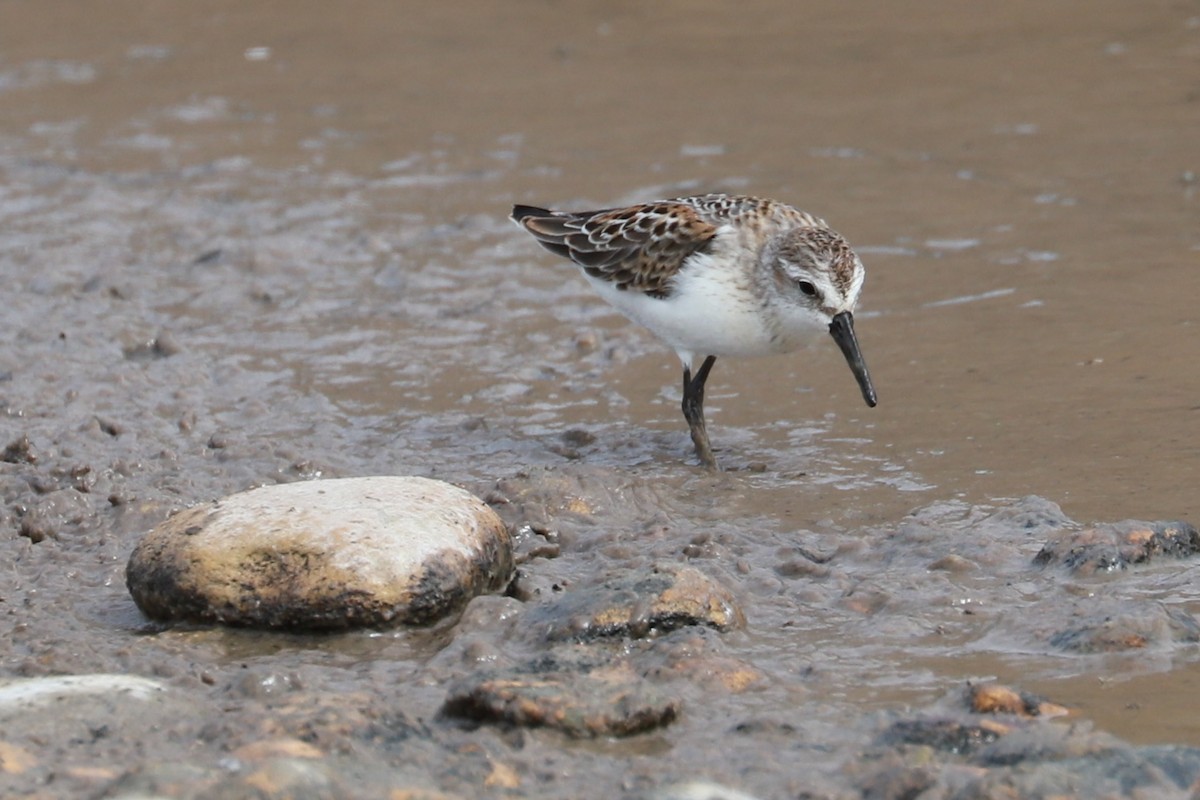 Western Sandpiper - ML609685876