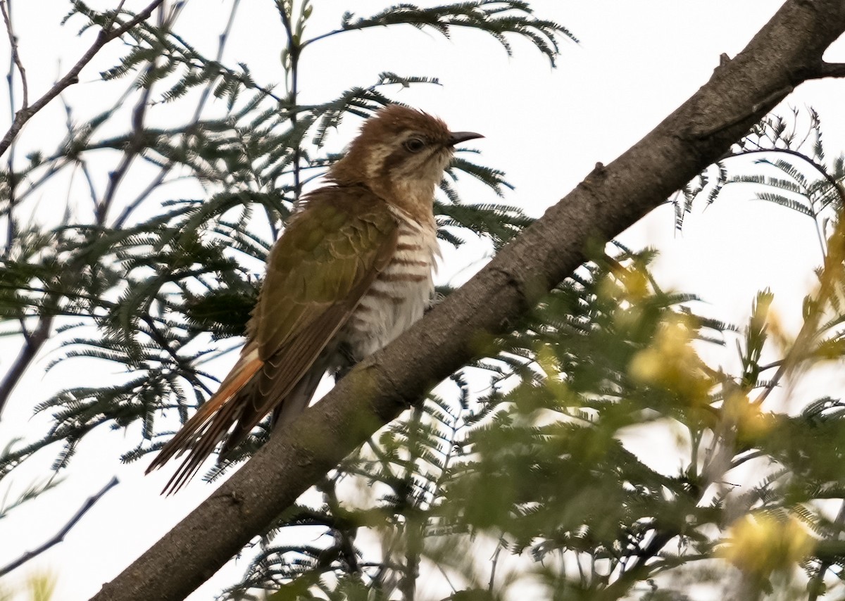 Horsfield's Bronze-Cuckoo - ML609685886