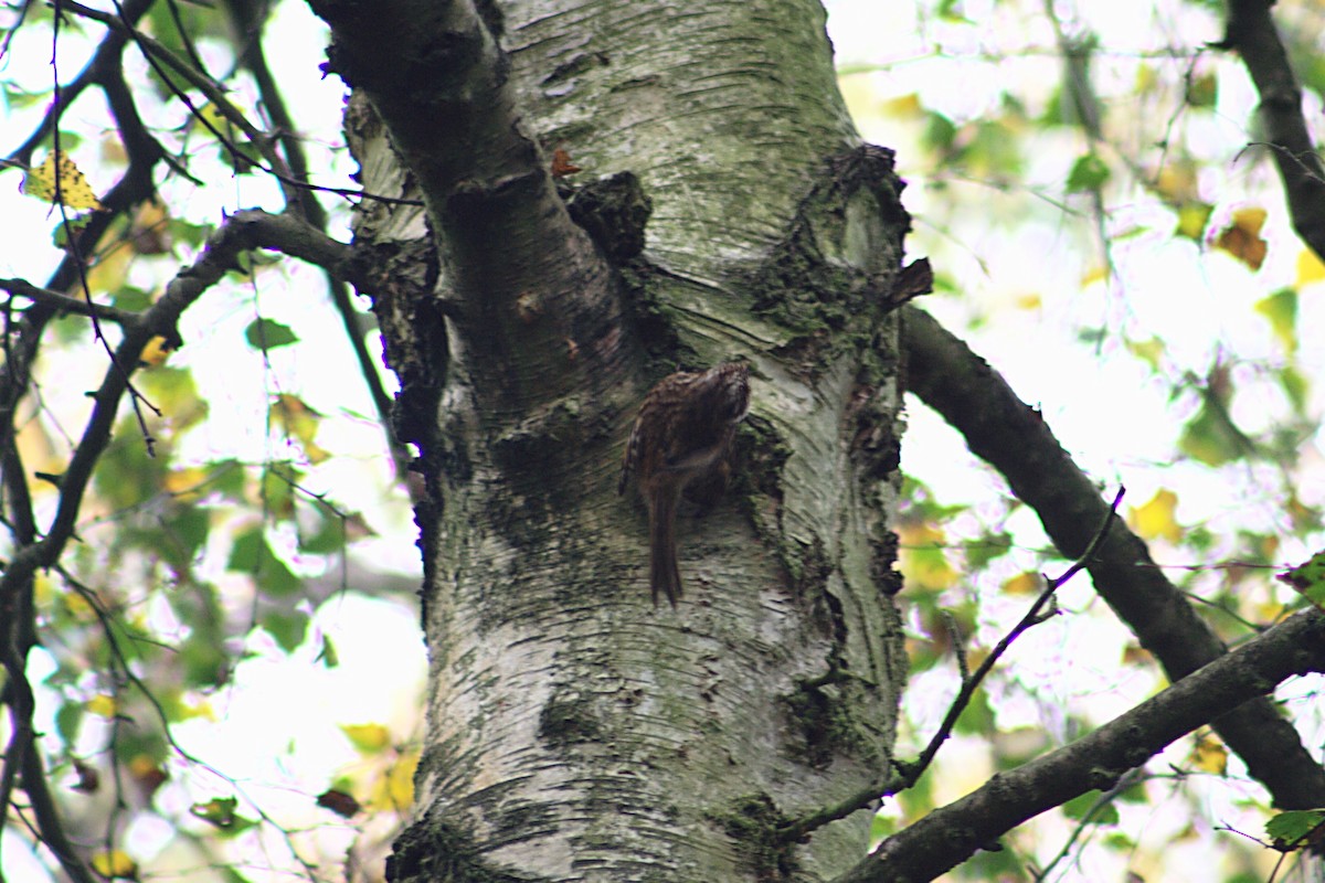 Eurasian Treecreeper - ML609685915