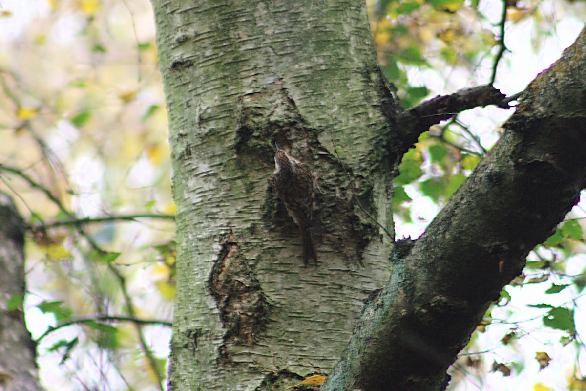 Eurasian Treecreeper - ML609685916