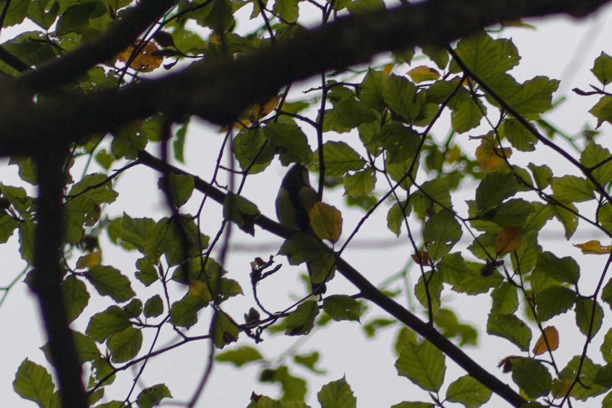 Great Tit - ML609685938