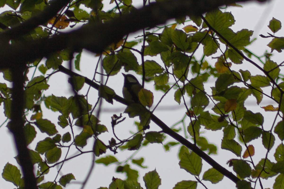 Их хөх бух - ML609685939