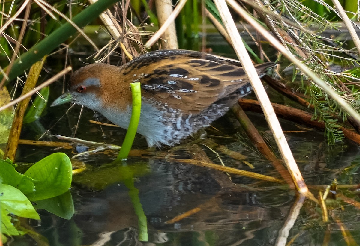 Baillon's Crake (Australasian) - ML609686010