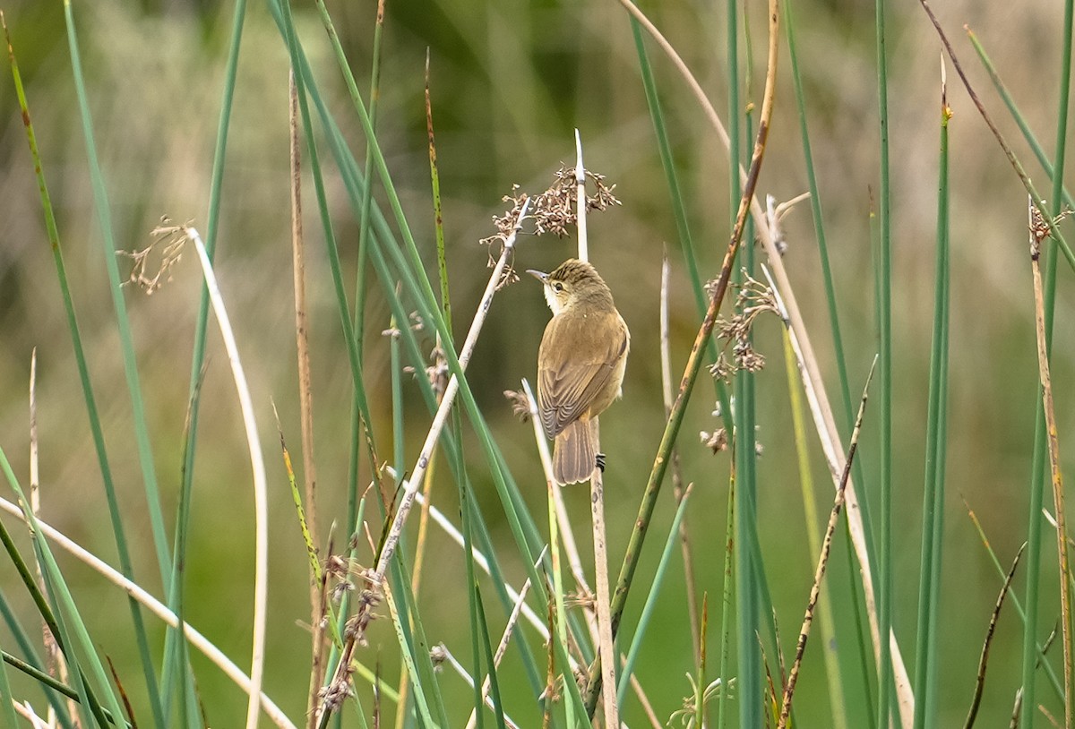 Australian Reed Warbler - ML609686023