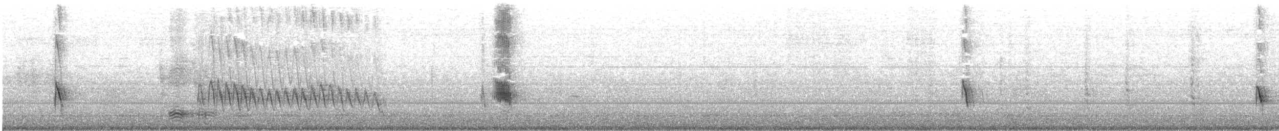 Boat-tailed Grackle (westoni) - ML609686087