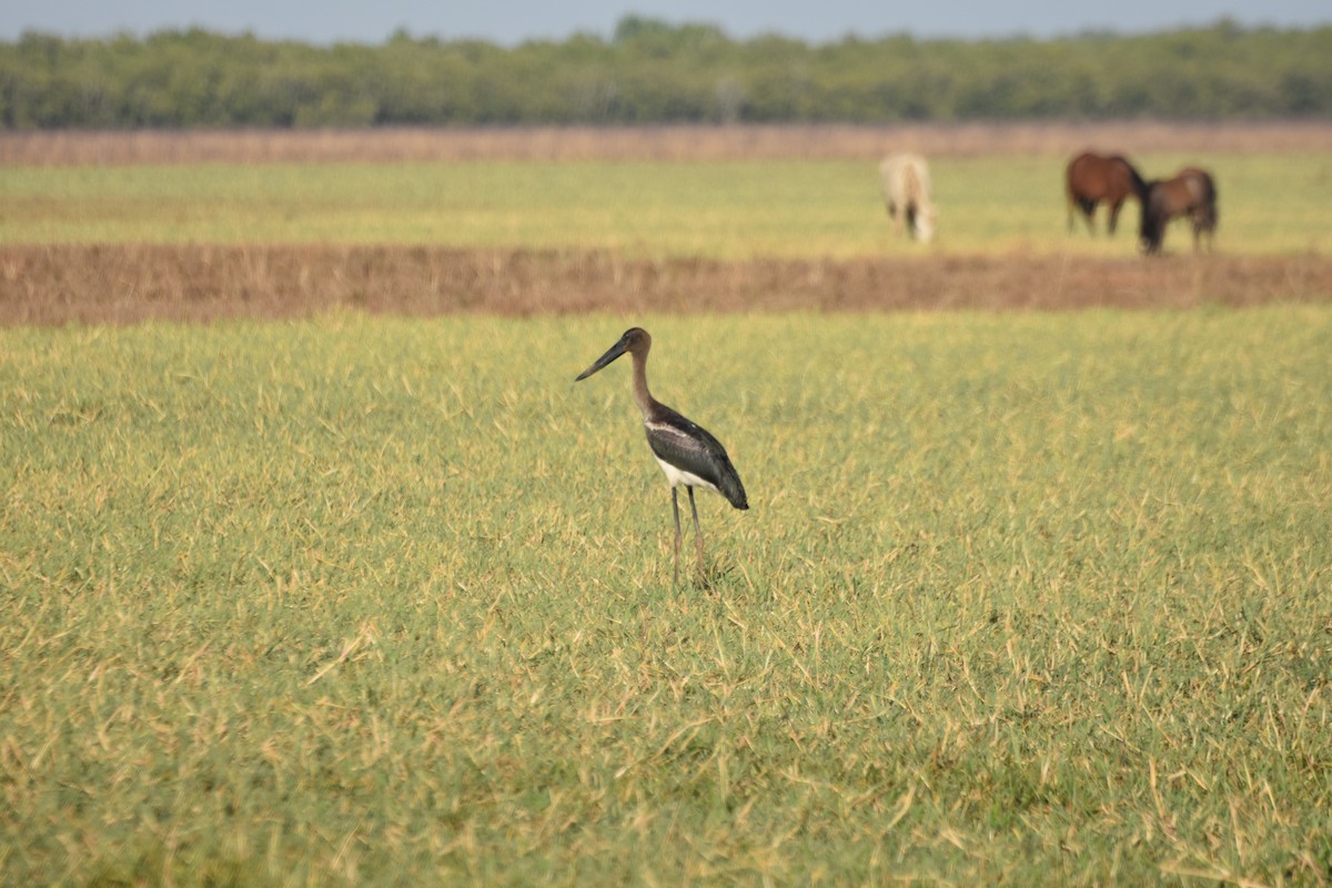 Black-necked Stork - ML609686154
