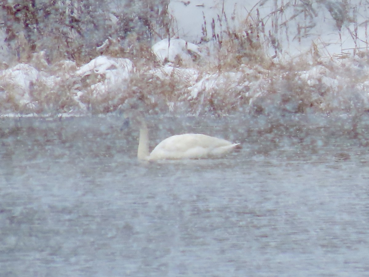 Tundra Swan (Whistling) - ML609686169