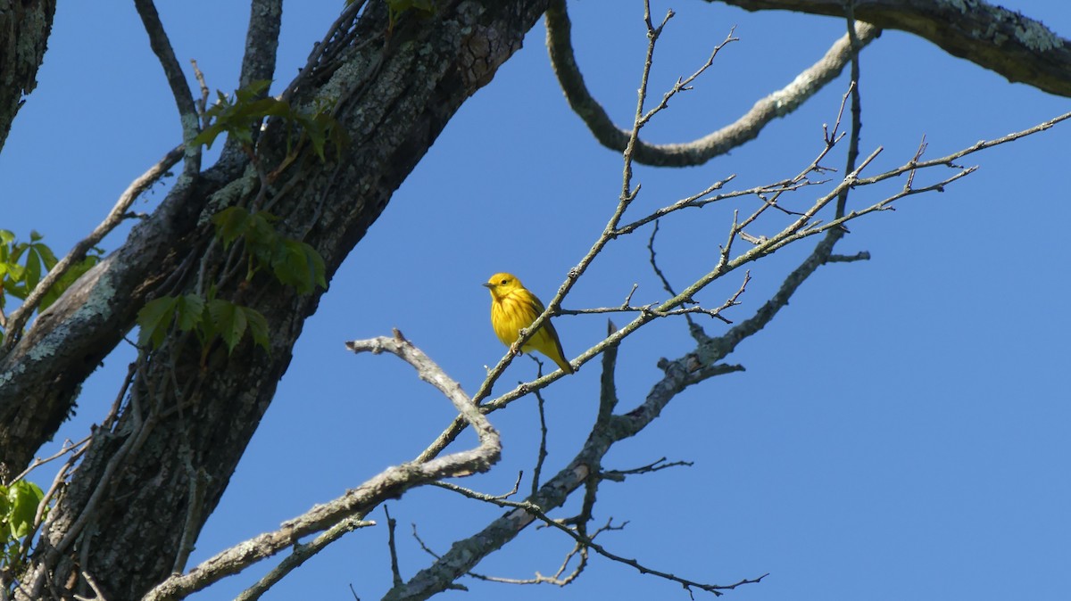 Yellow Warbler - Ann Kovich