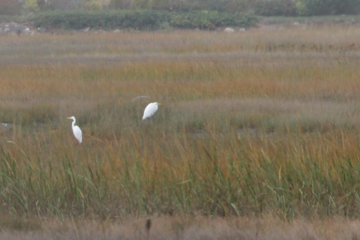 Great Egret - ML609686210