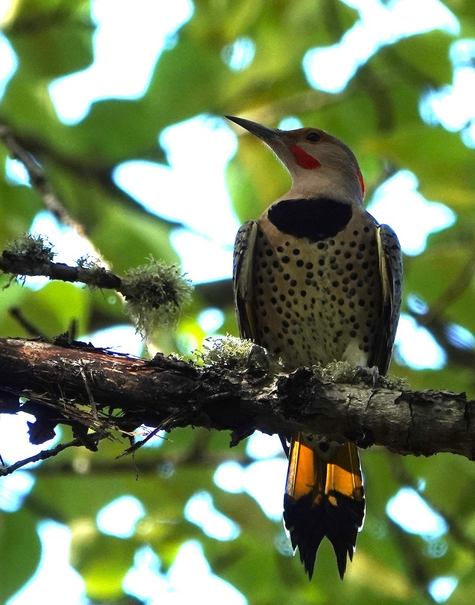 Northern Flicker (Yellow-shafted x Red-shafted) - ML609686219