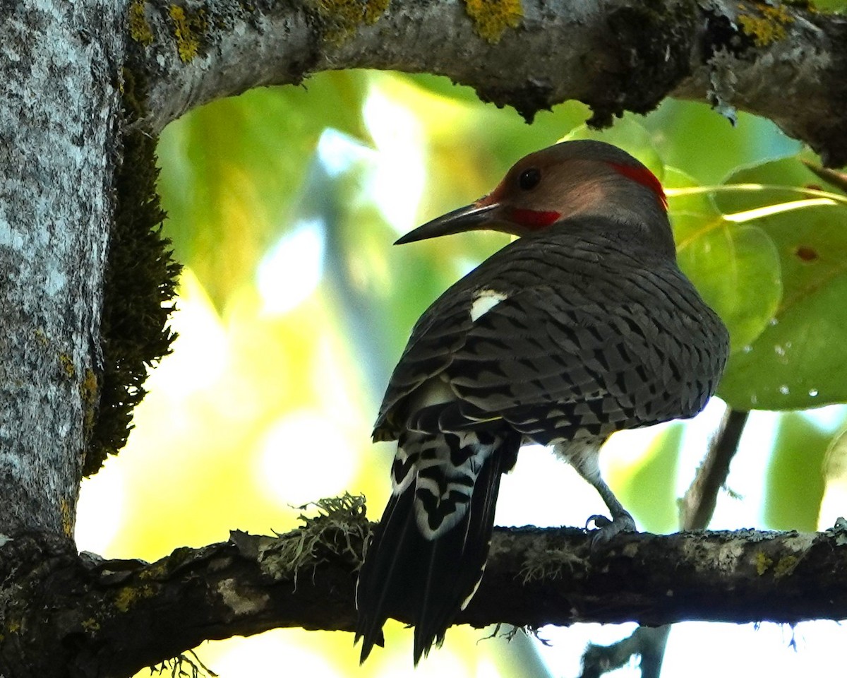 Northern Flicker (Yellow-shafted x Red-shafted) - ML609686230