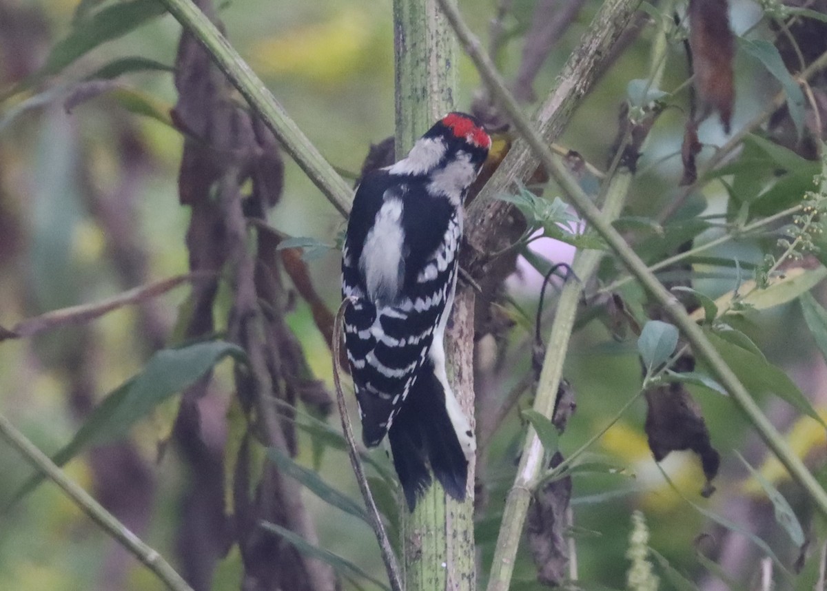 Downy Woodpecker - ML609686373