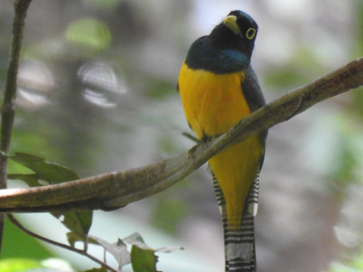 Amazonian Black-throated Trogon - Francisco Javier Alonso Acero  (Hotel Malokamazonas)