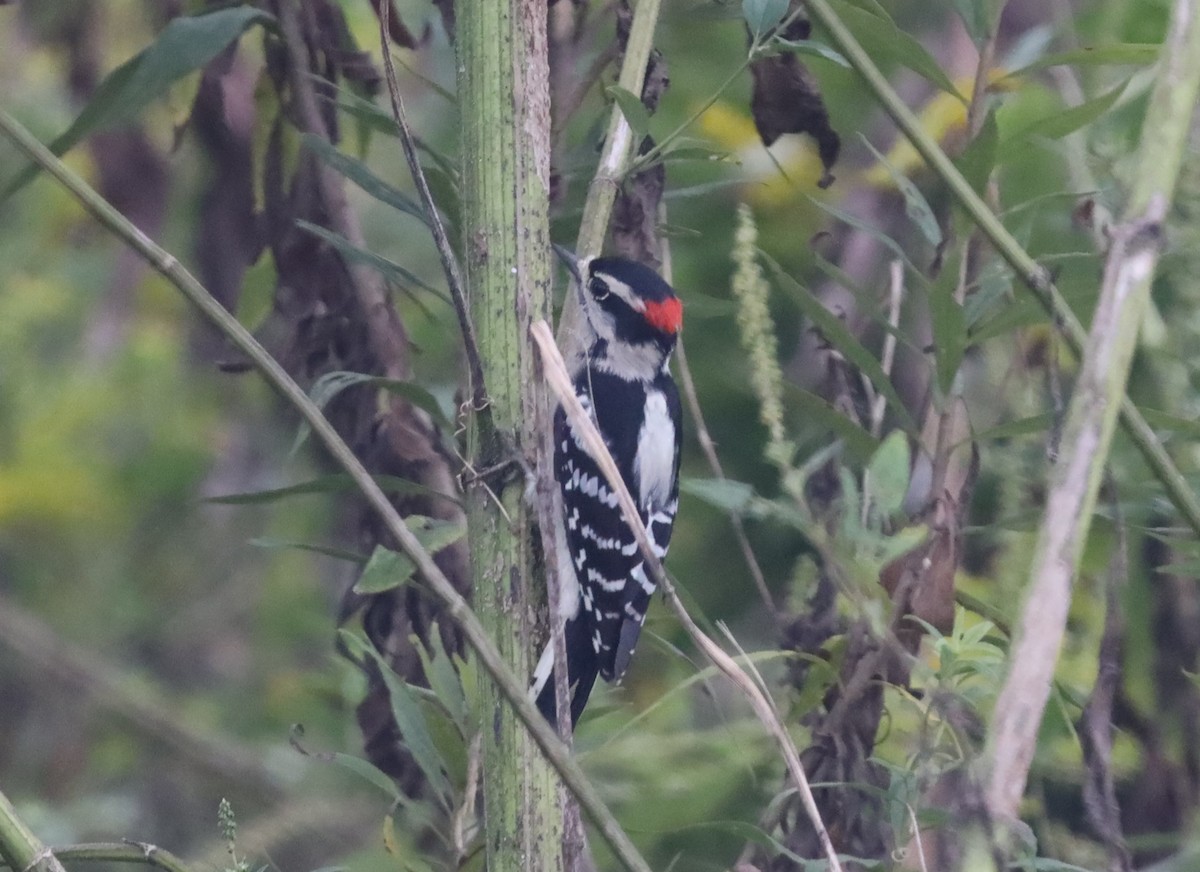 Downy Woodpecker - ML609686383