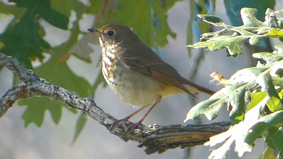 Hermit Thrush - ML609686411