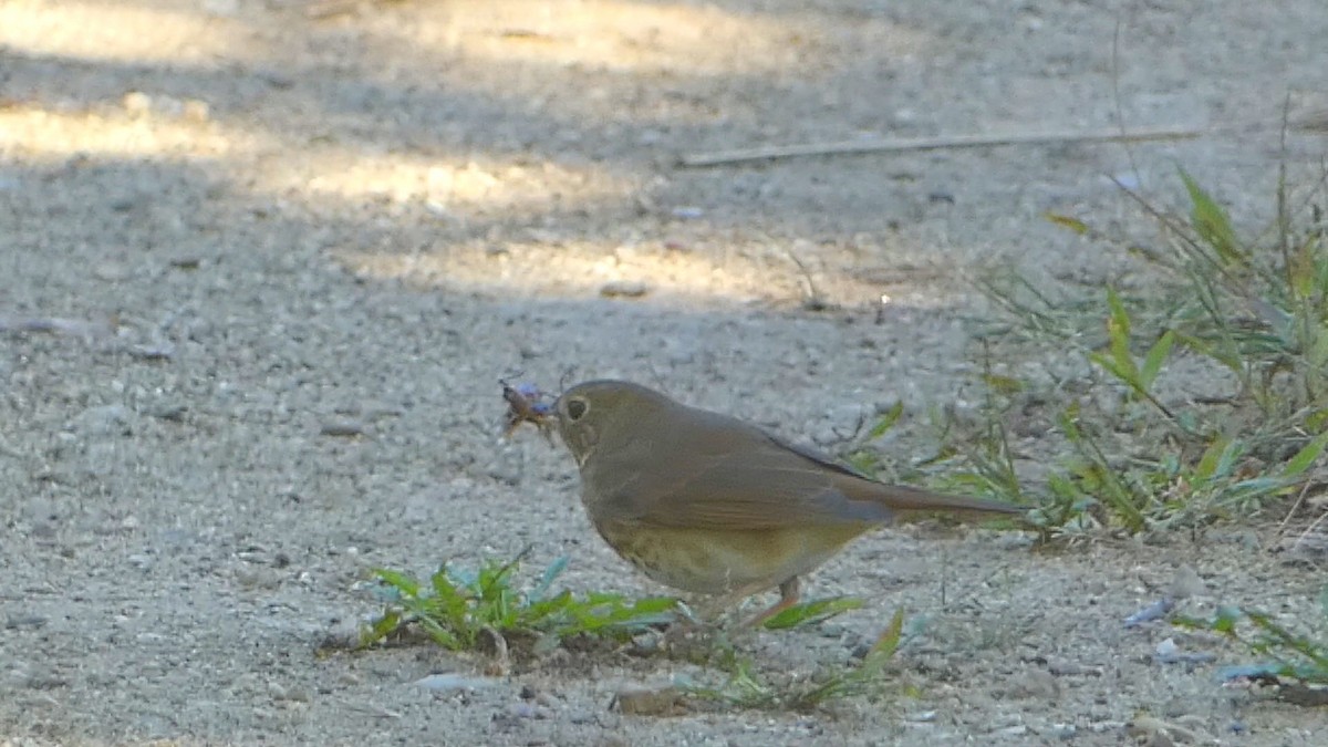 Hermit Thrush - ML609686412